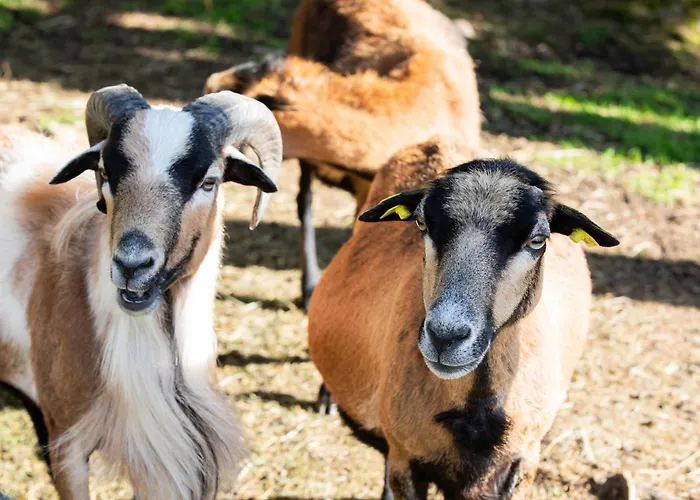 Διαμέρισμα Kagerer *